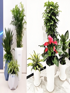 宁波江北植物租赁价格实惠